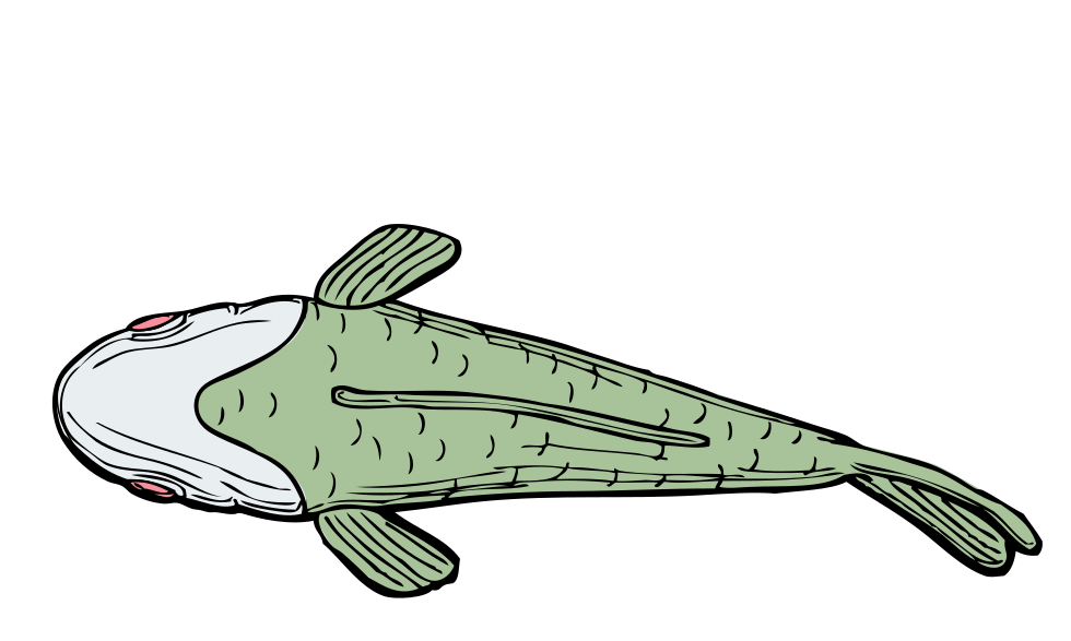Das Farbsehen der Tiere